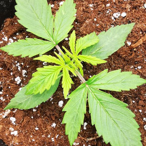 Pineapple express auto growlog timeline photo