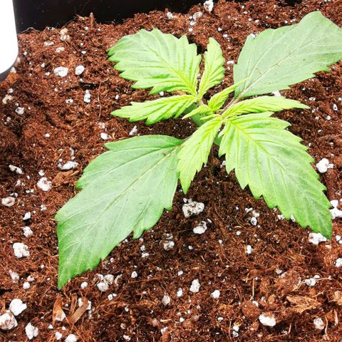Watermelon automatic growlog timeline photo