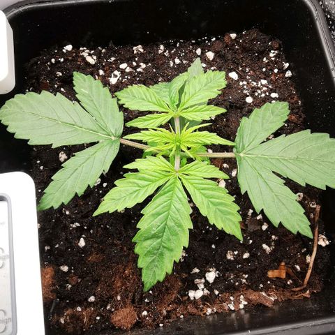 Pineapple express auto growlog timeline photo