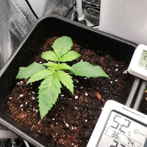 Watermelon automatic growlog timeline photo