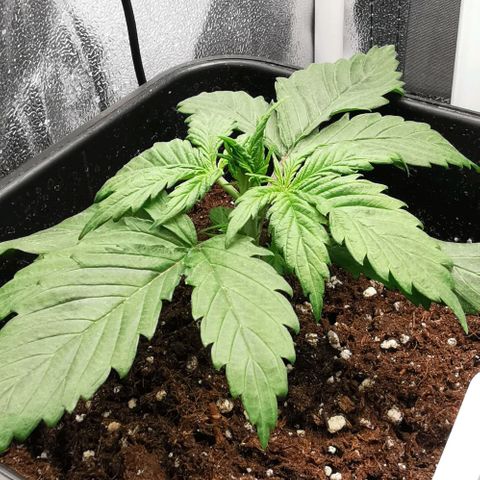 Watermelon automatic growlog timeline photo