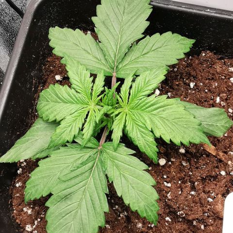 Watermelon automatic growlog timeline photo