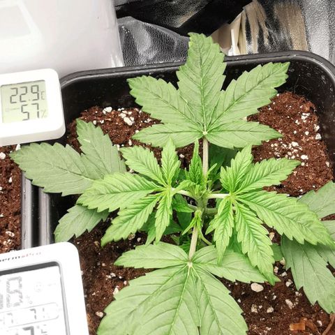 Pineapple express auto growlog timeline photo