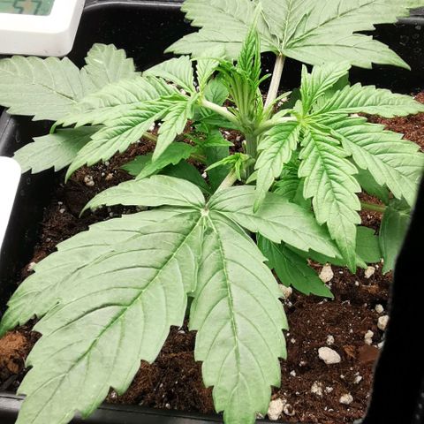 Pineapple express auto growlog timeline photo