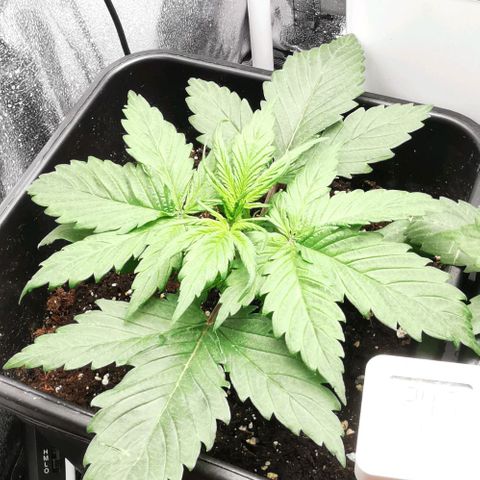 Watermelon automatic growlog timeline photo