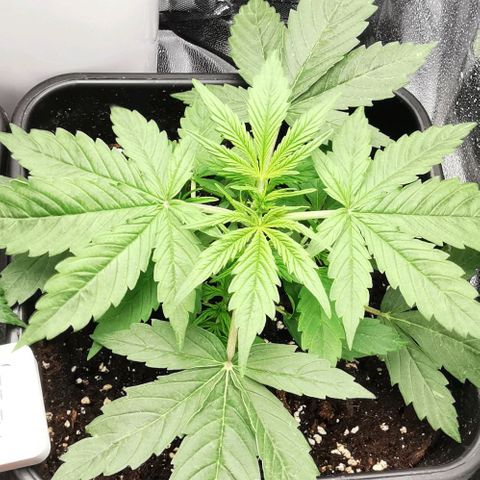 Pineapple express auto growlog timeline photo