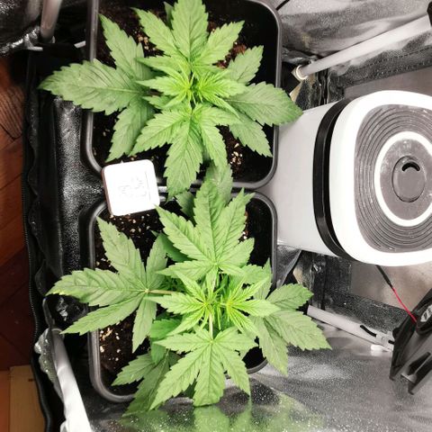 Pineapple express auto growlog timeline photo