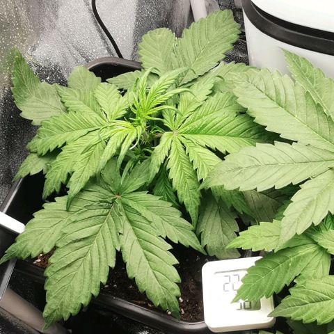 Watermelon automatic growlog timeline photo