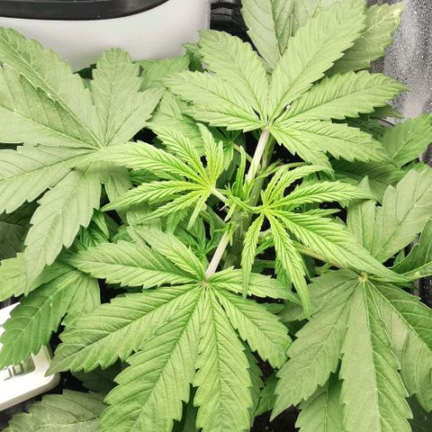 Pineapple express auto growlog timeline photo