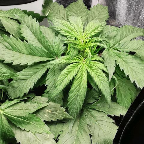 Watermelon automatic growlog timeline photo