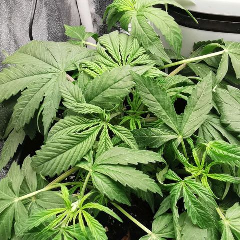 Pineapple express auto growlog timeline photo