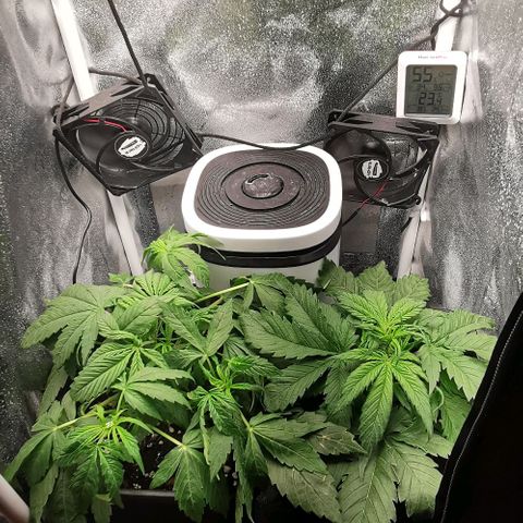 Pineapple express auto growlog timeline photo
