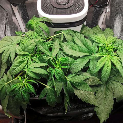 Pineapple express auto growlog timeline photo