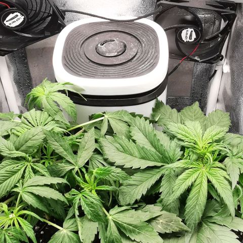 Pineapple express auto growlog timeline photo