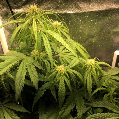 Pineapple express auto growlog timeline photo