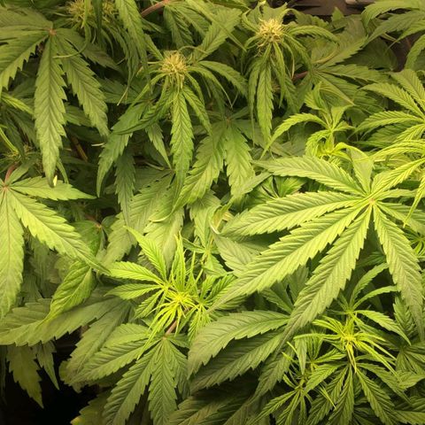 Pineapple express auto growlog timeline photo