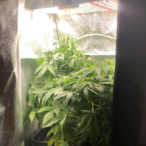 Pineapple express auto growlog timeline photo