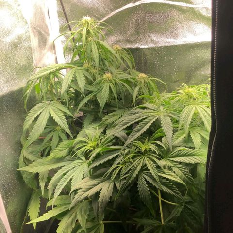 Pineapple express auto growlog timeline photo