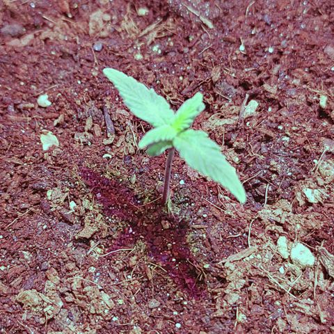 Royal Dwarf growlog timeline photo