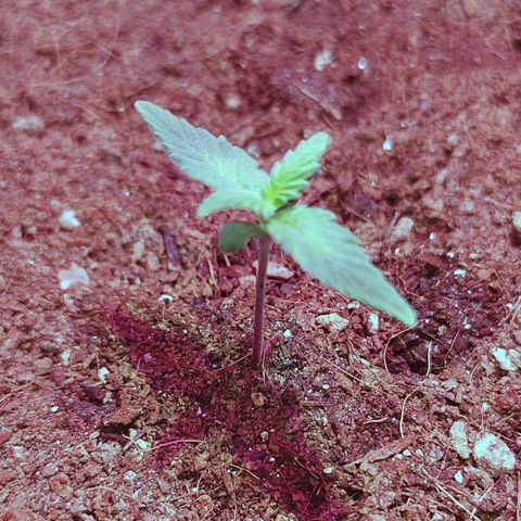 Royal Dwarf growlog timeline photo