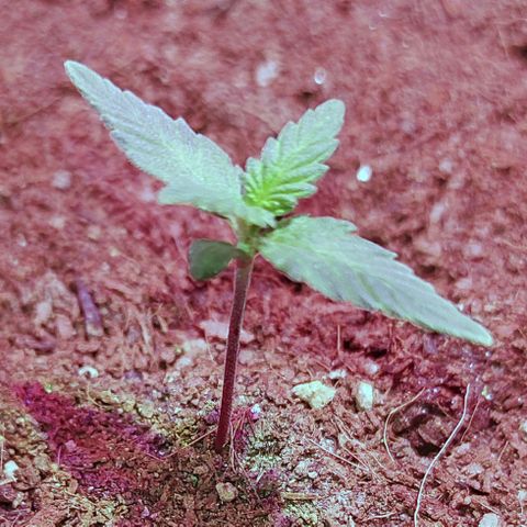 Royal Dwarf growlog timeline photo
