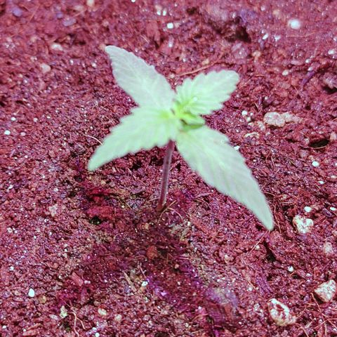 Royal Dwarf growlog timeline photo