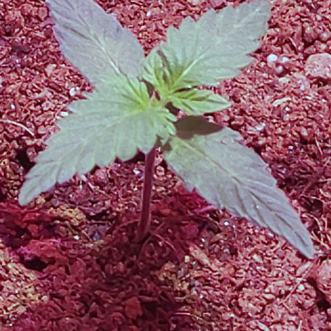 Royal Dwarf growlog timeline photo