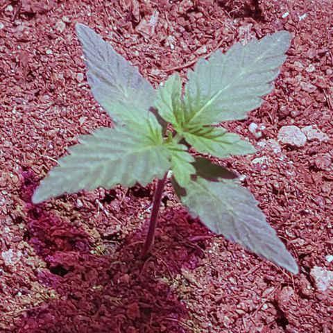 Royal Dwarf growlog timeline photo