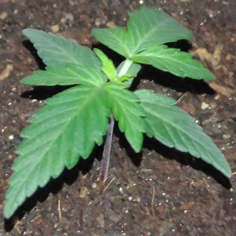 Royal Dwarf growlog timeline photo