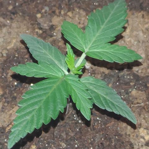 Royal Dwarf growlog timeline photo