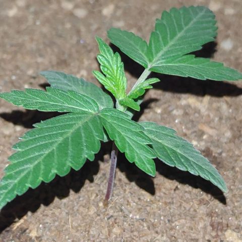 Royal Dwarf growlog timeline photo