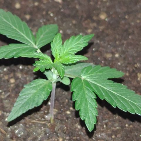 Royal Dwarf growlog timeline photo