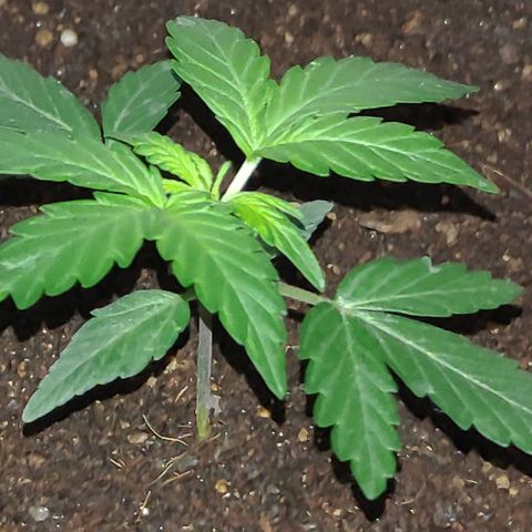 Royal Dwarf growlog timeline photo