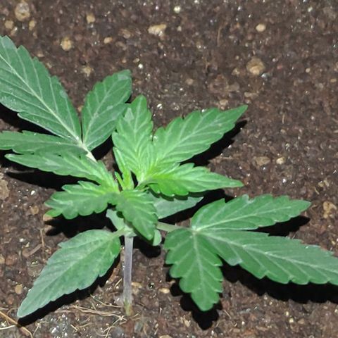 Royal Dwarf growlog timeline photo