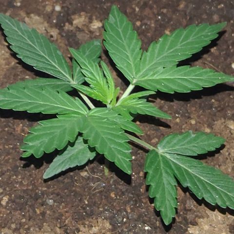 Royal Dwarf growlog timeline photo