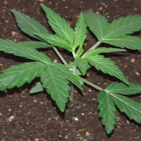 Royal Dwarf growlog timeline photo