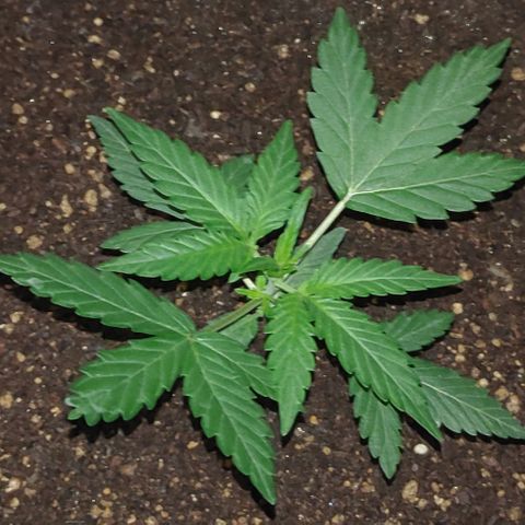 Royal Dwarf growlog timeline photo