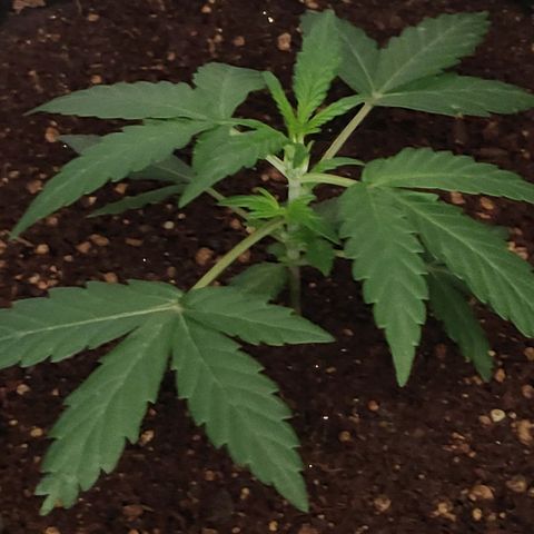 Royal Dwarf growlog timeline photo