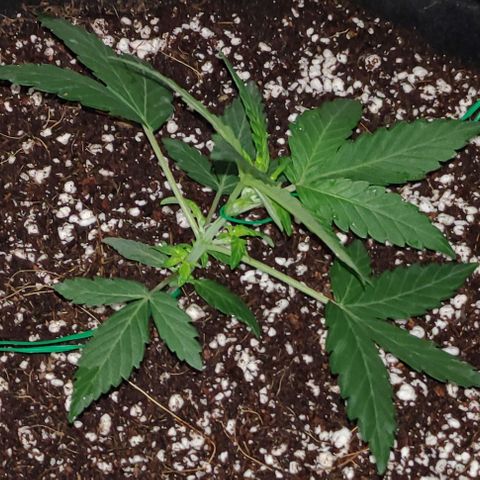 Royal Dwarf growlog timeline photo