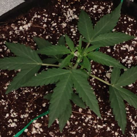 Royal Dwarf growlog timeline photo