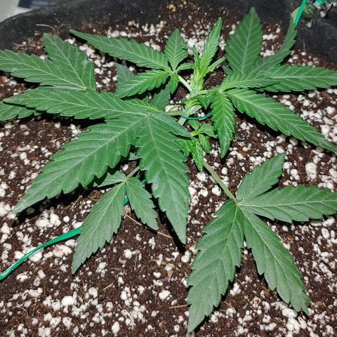 Royal Dwarf growlog timeline photo