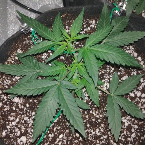 Royal Dwarf growlog timeline photo