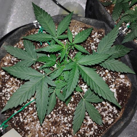 Royal Dwarf growlog timeline photo