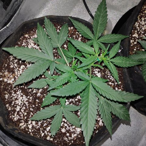 Royal Dwarf growlog timeline photo