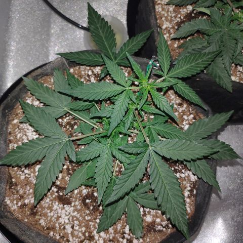 Royal Dwarf growlog timeline photo