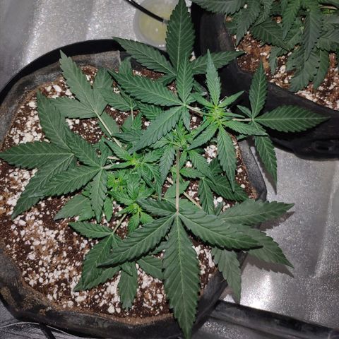 Royal Dwarf growlog timeline photo
