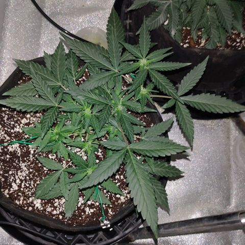 Royal Dwarf growlog timeline photo