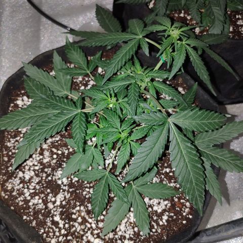 Royal Dwarf growlog timeline photo