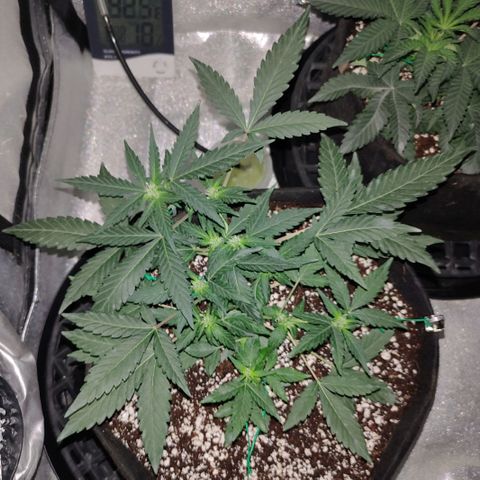 Royal Dwarf growlog timeline photo