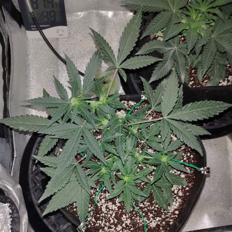 Royal Dwarf growlog timeline photo